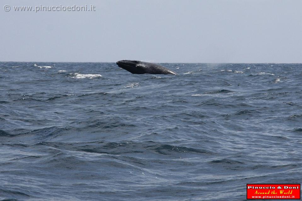 ECUADOR - Whale watching in Puerto Lopez - 08.jpg